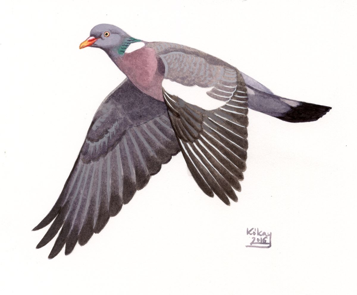 Woodpigeon (Columba palumbus), watercolour and bodycolour on paper