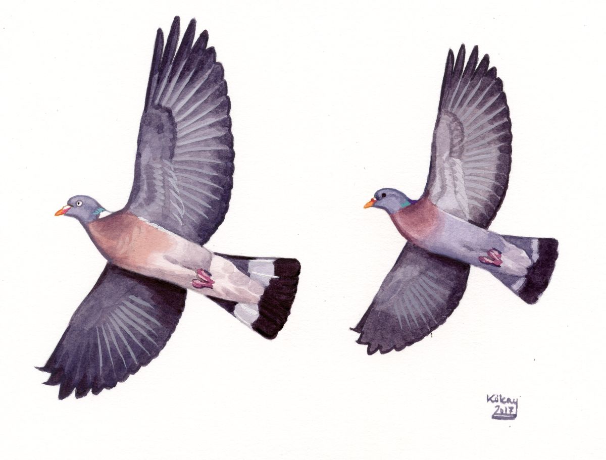 Woodpigeon and Stock Dove (Columba palumbus, oenas), watercolour and bodycolour on paper