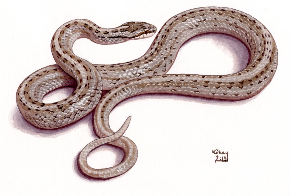 Smooth Snake (Coronella austriaca), watercolour and bodycolour on paper
