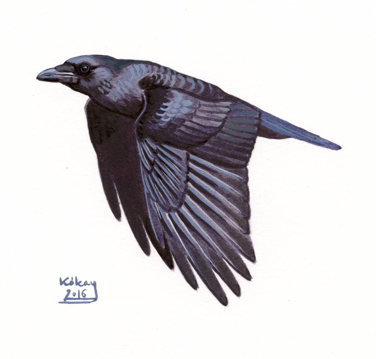 Carrion Crow (Corvus corone), watercolour and bodycolour on paper