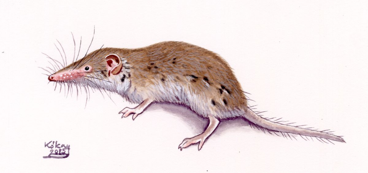 Lesser white-toothed shrew (Crocidura suaveolens), watercolour and bodycolour on paper