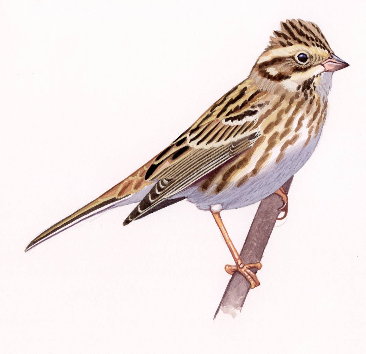 Rustic Bunting (Emberiza rustica), watercolour and bodycolour on paper