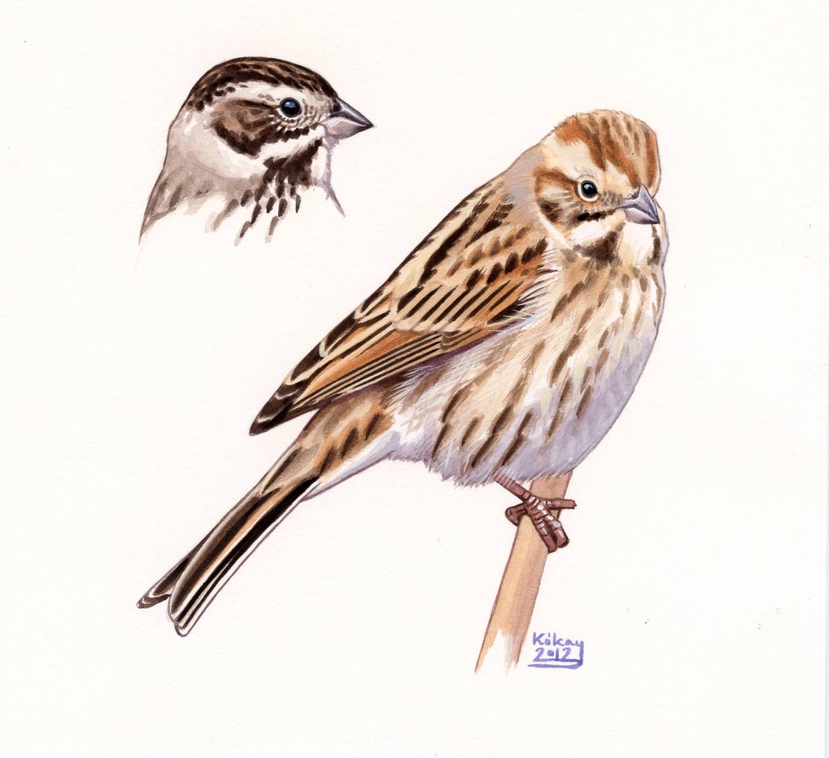 Reed Bunting (Emberiza schoeniclus), watercolour and bodycolour on paper