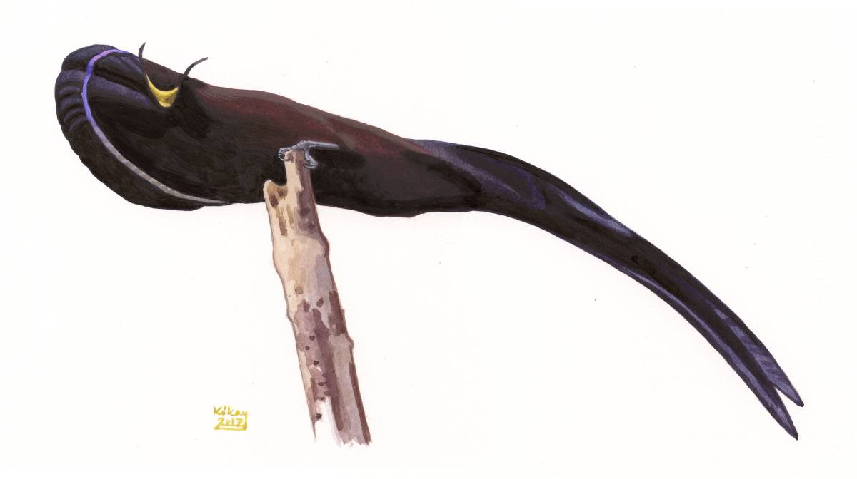 Black Sicklebill (Epimachus fastosus), watercolour and bodycolour on paper