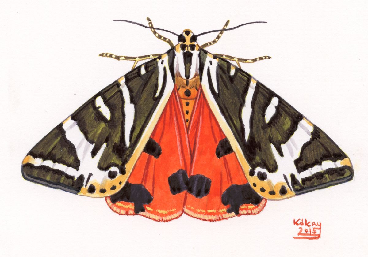 Jersey Tiger (Euplagia quadropunctaria), watercolour and bodycolour on paper