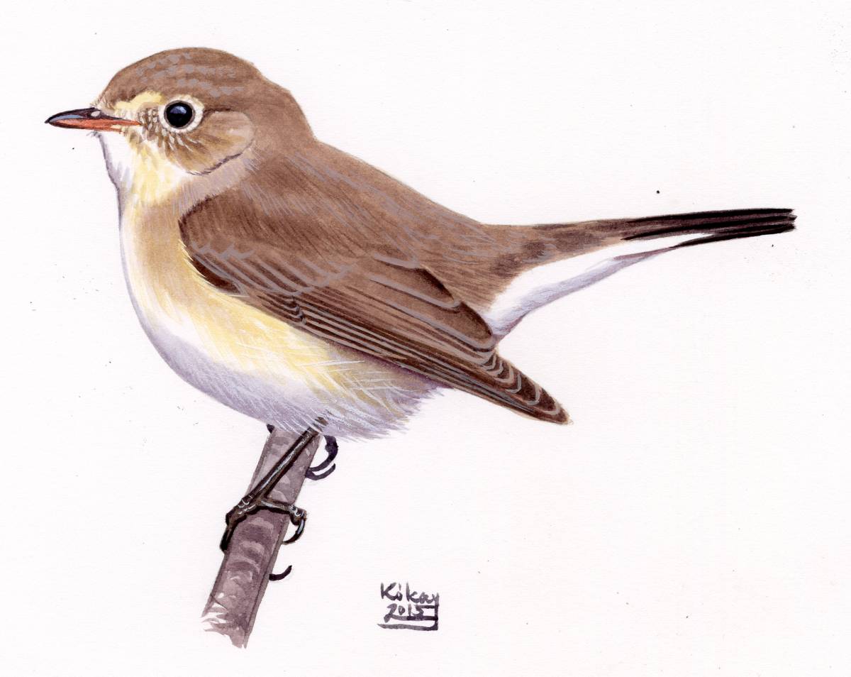 Red-breasted Flycatcher (Ficedula parva), watercolour and bodycolour on paper
