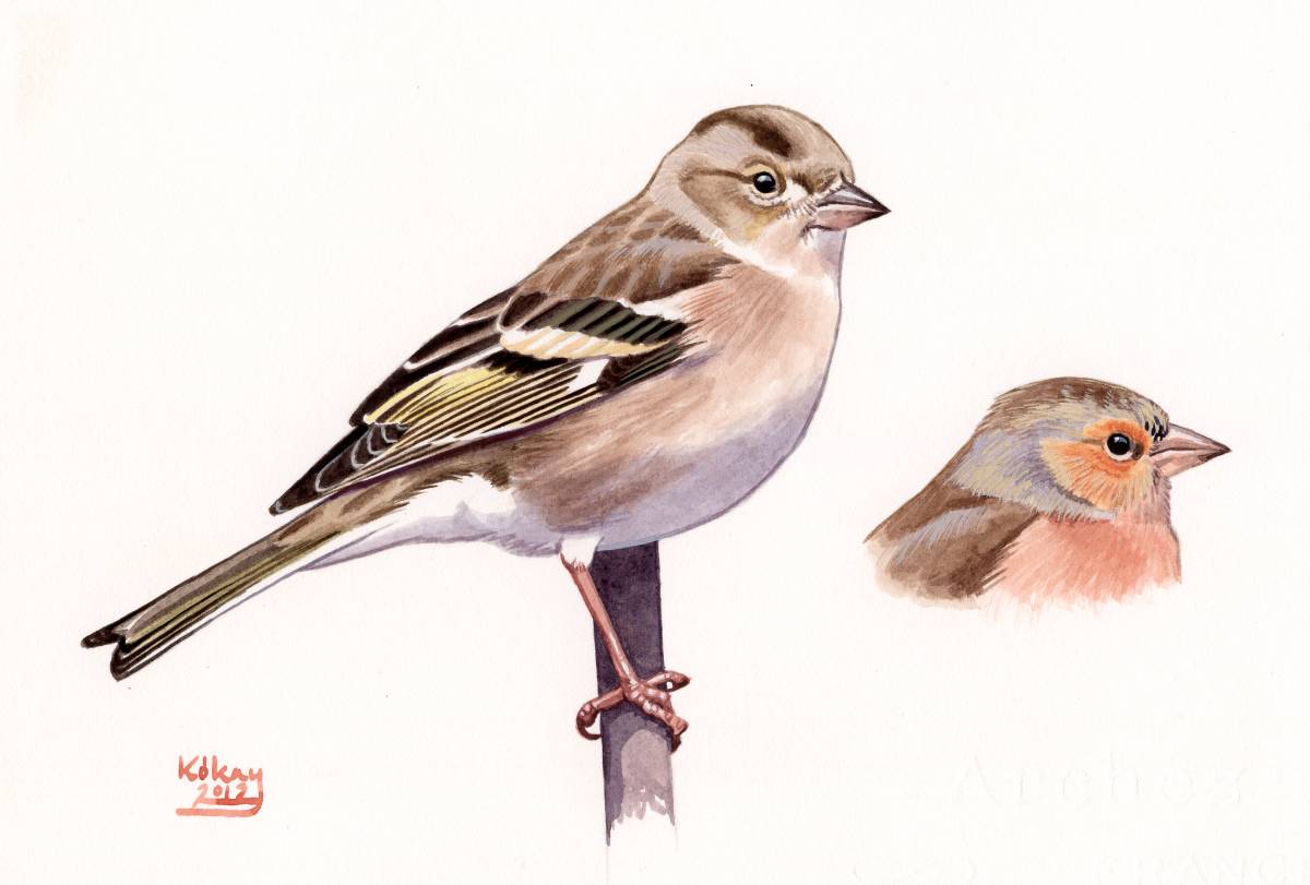 Chaffinch (Fringilla coelebs), watercolour and bodycolour on paper