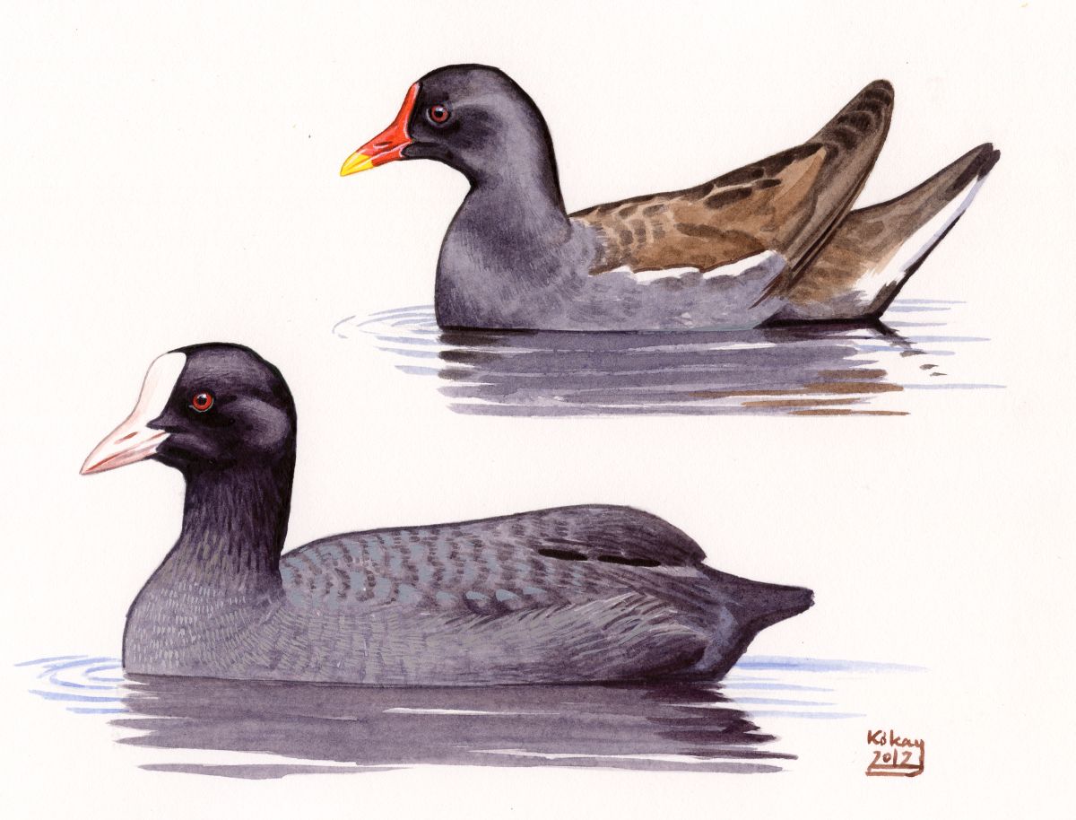 Common Morhen (Gallinula chloropus) and Common Coot (Fulica atra), watercolour and bodycolour on paper