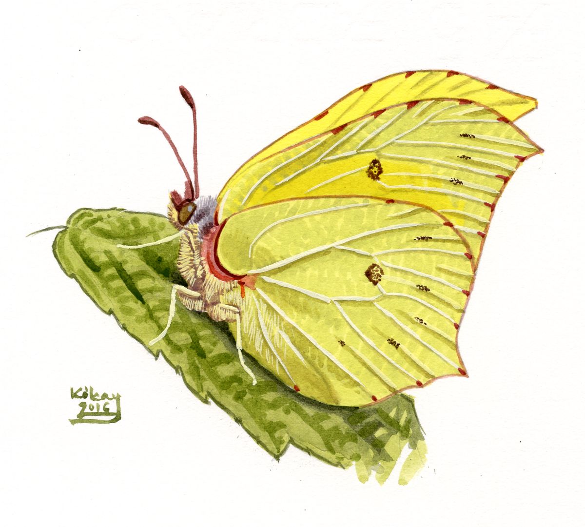 Bromstone (Gonepteryx rhamni), watercolour and bodycolour on paper