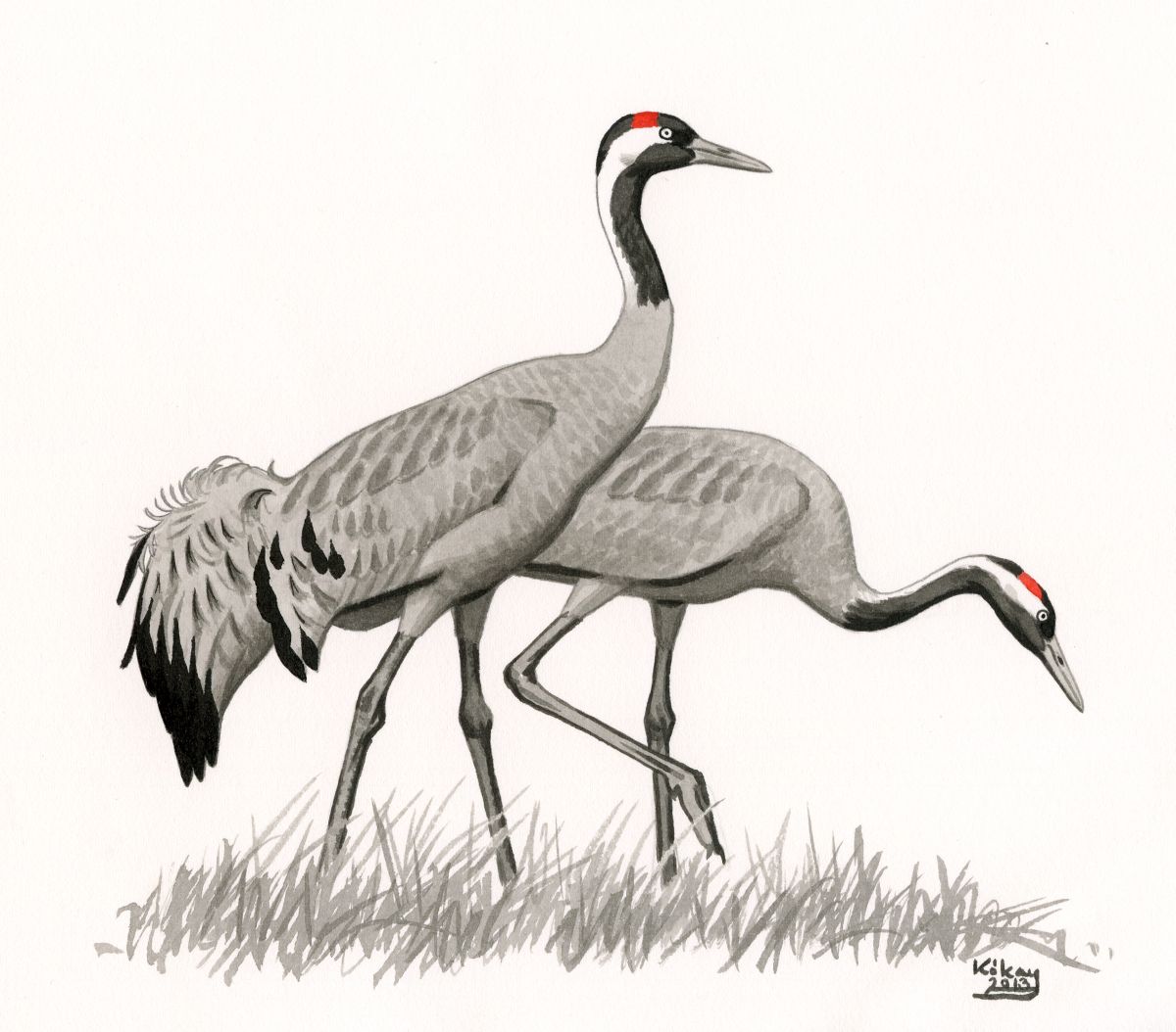 Common Crane pair (Grus grus), ink and watercolour on paper