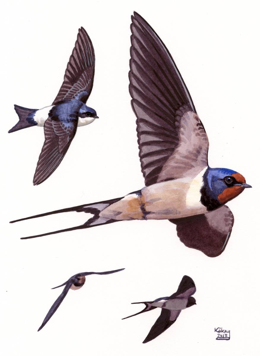 Barn Swallow and House Martin, watercolour on paper