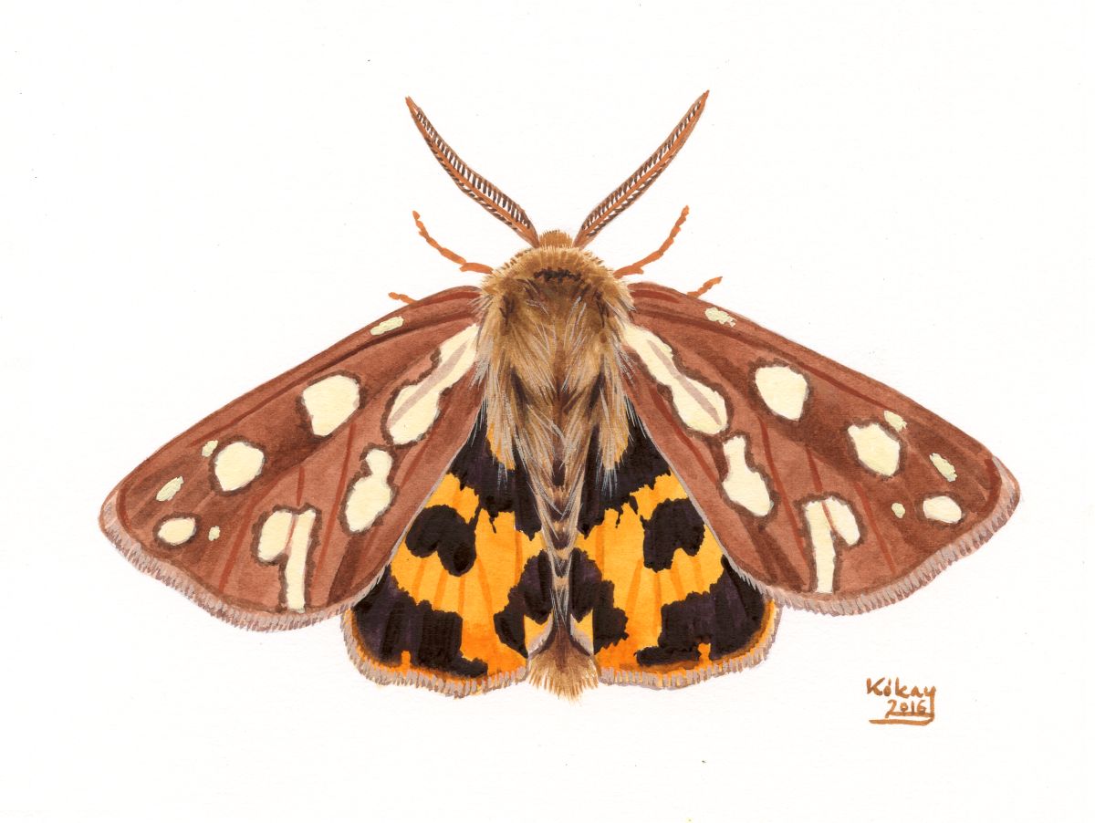 Brown Tiger Moth (Hyphoraia aulica), watercolour and bodycolour on paper