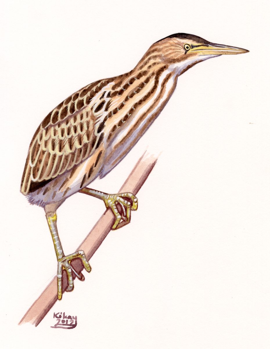 Juvenile Little Bittern (Ixobrychus minutus), watercolour and bodycolour on paper