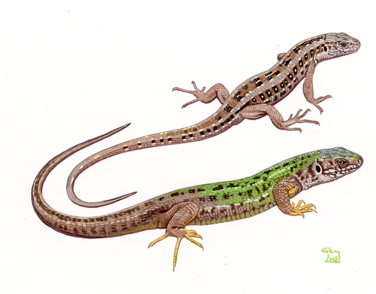 Sand and European Green Lizard females (Lacerta agilis, viridis), watercolour and bodycolour on paper