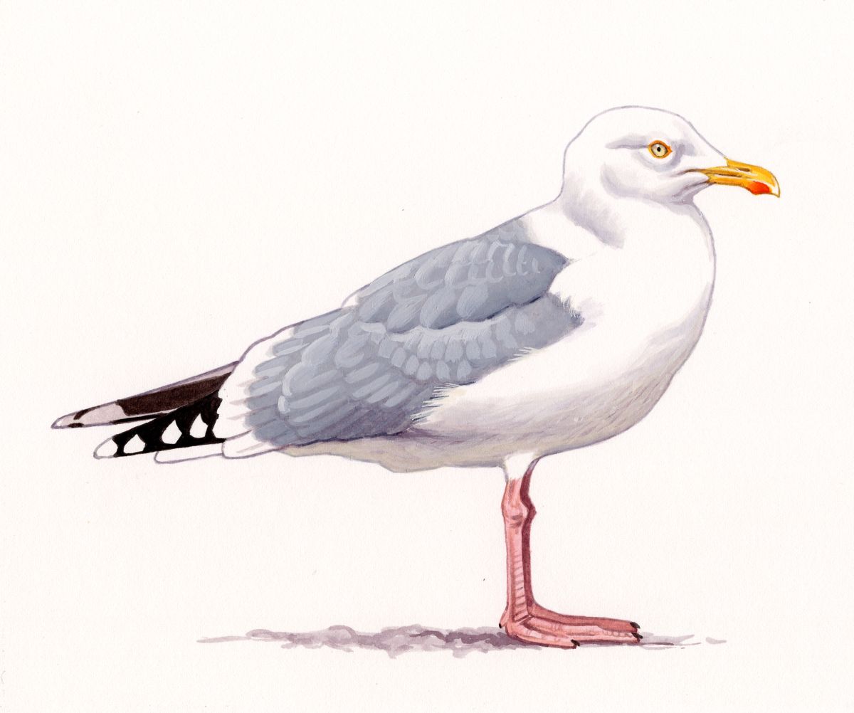 Herring Gull (Larus argentatus), watercolour and bodycolour on paper