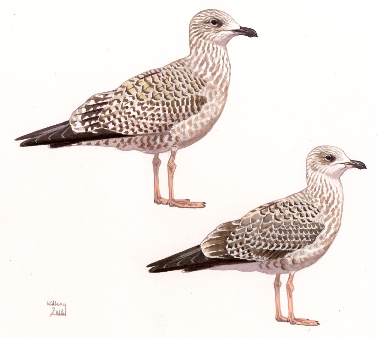 Juvenile Herring and Lesser Black-backed Gull (Larus argentatus, fuscus), watercolour and bodycolour on paper