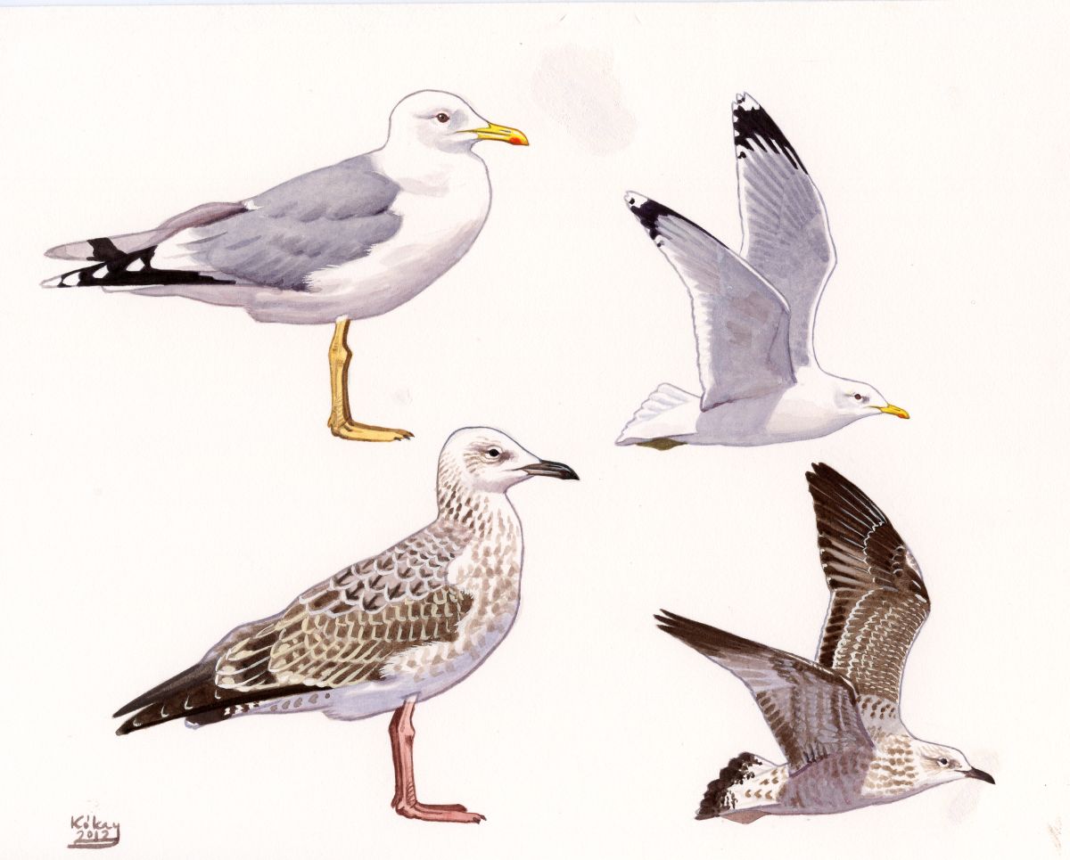 Caspian Gull (Larus cachinnans), watercolour and bodycolour on paper