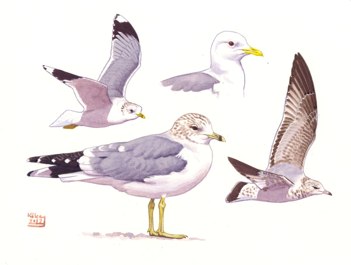 Common Gull (Larus canus), watercolour and bodycolour on paper