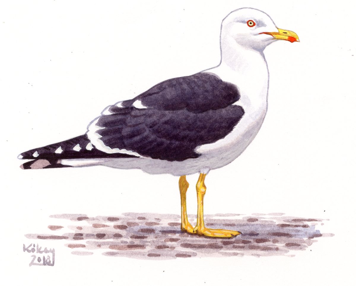 Lesser Black-backed Gull (Larus fuscus), watercolour and bodycolour on paper