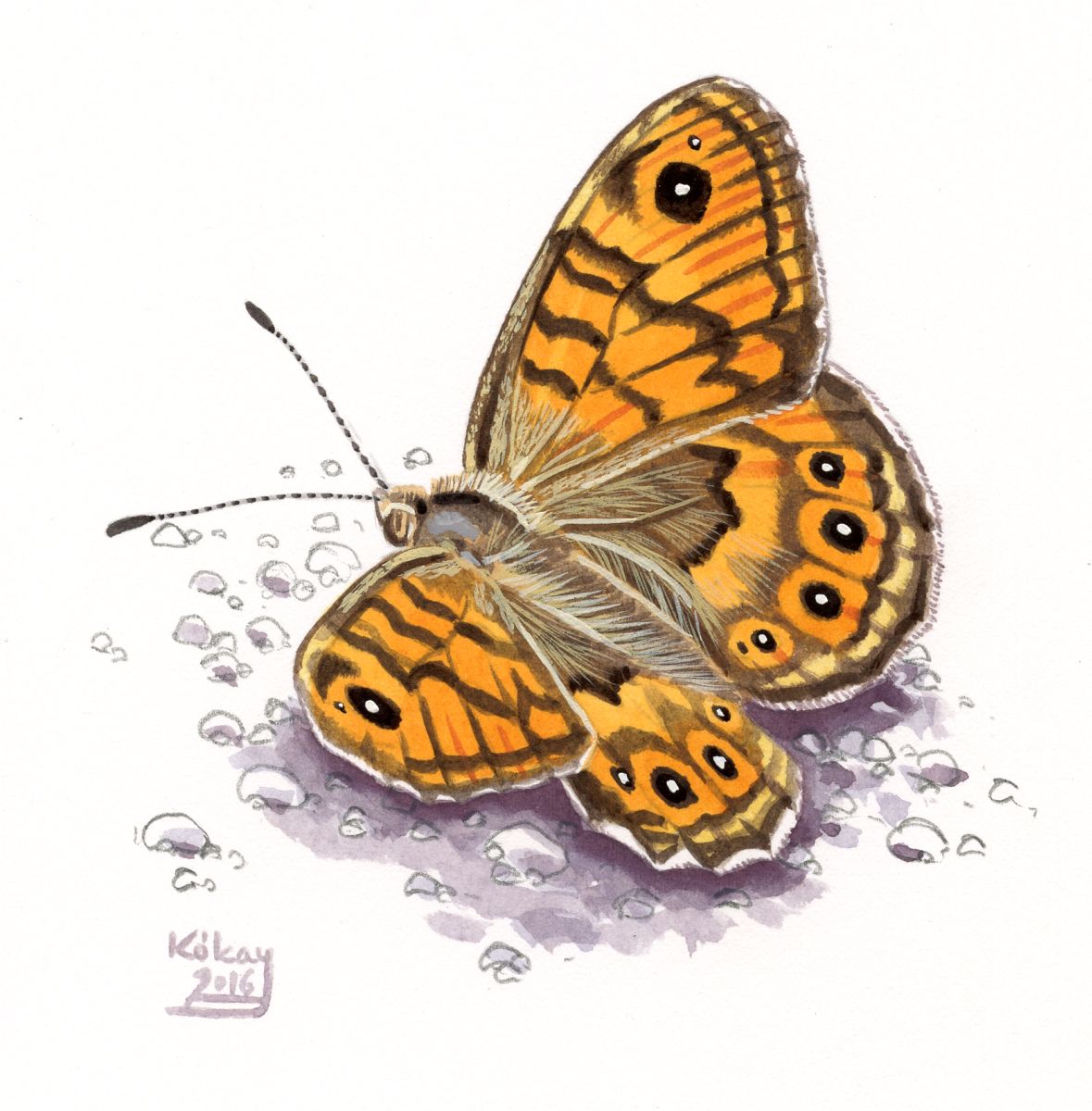 Wall Brown (Lasiommata megara), watercolour and bodycolour on paper