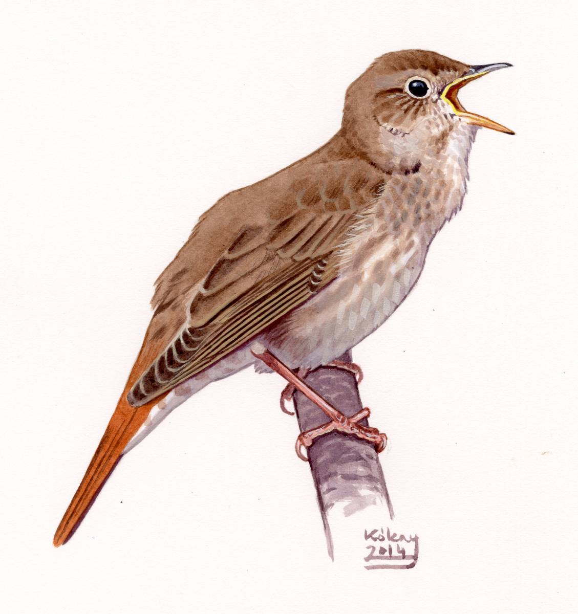 Thrush Nightingale (Luscinia luscinia), watercolour and bodycolour on paper