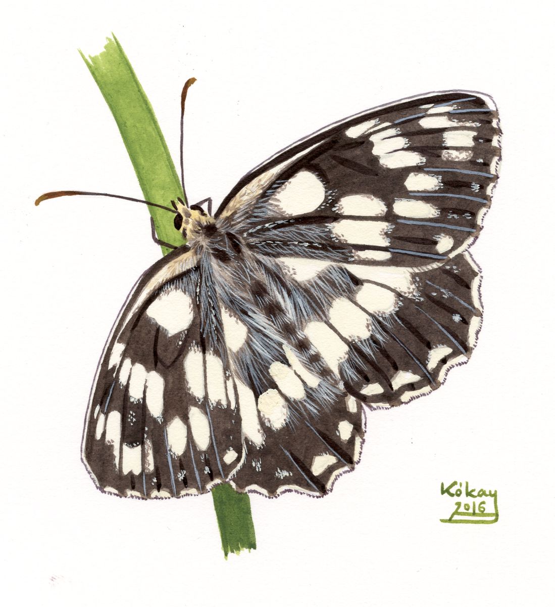 Marbled White (Melanargia galathea), watercolour and bodycolour on paper