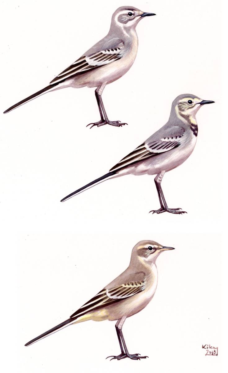 Juvenile Citrine, White and Yellow Wagtails (Motacilla spp.), watercolour and bodycolour on paper