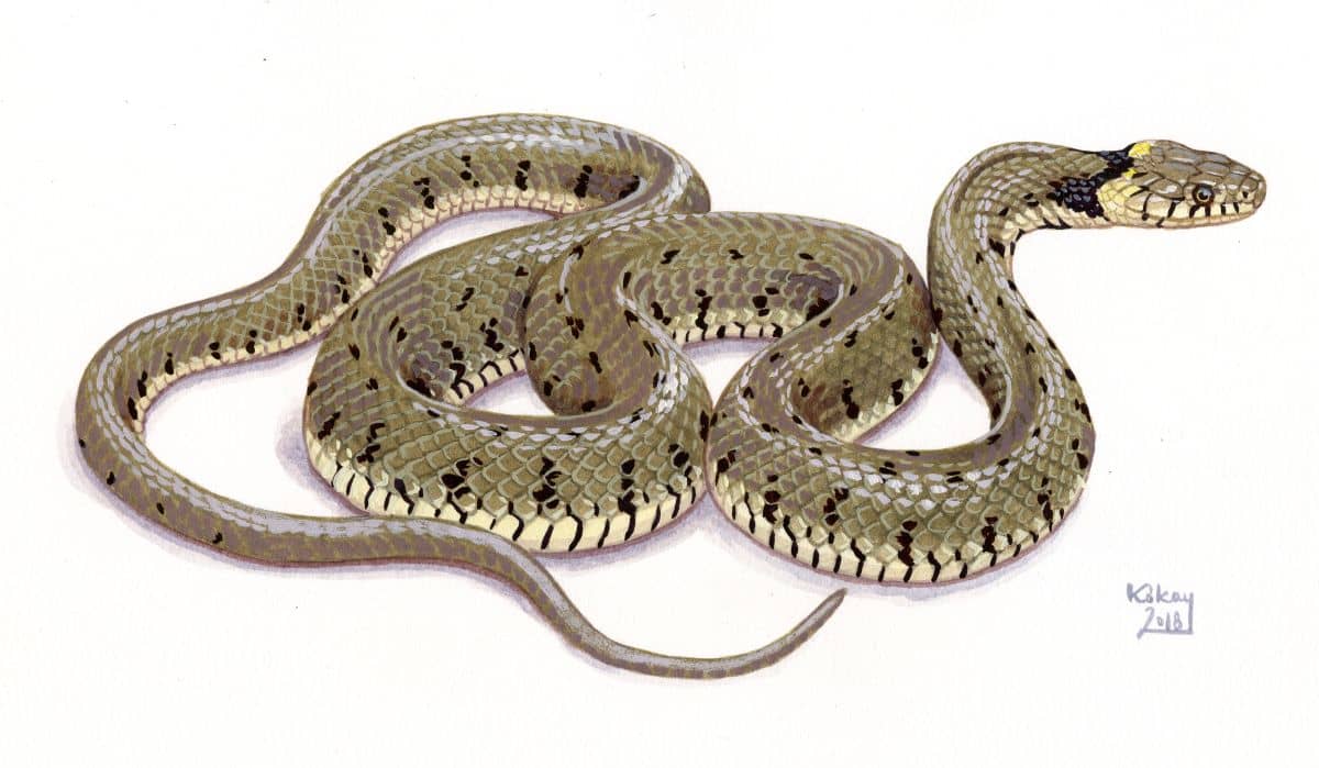 Grass Snake (Natrix natrix), watercolour and bodycolour on paper