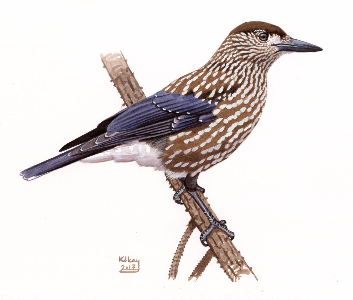 Spotted Nutcracker (Nucifraga caryocatactes), watercolour and bodycolour on paper