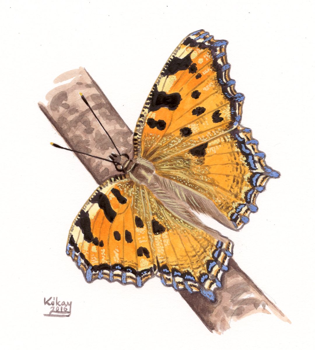 Large Tortoiseshell (Nymphalis polychloris), watercolour and bodycolour on paper