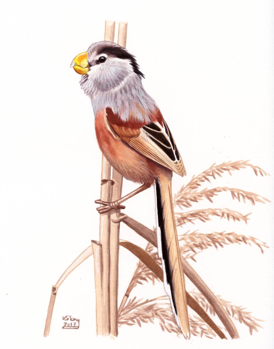 Reed Parrotbill (Paradoxornis heudei), watercolour and bodycolour on paper