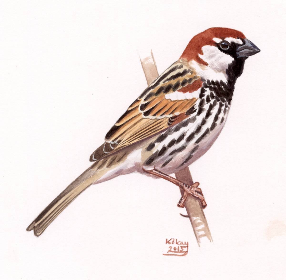 Spanish Sparrow (Passer hispaniolensis), watercolour and bodycolour on paper