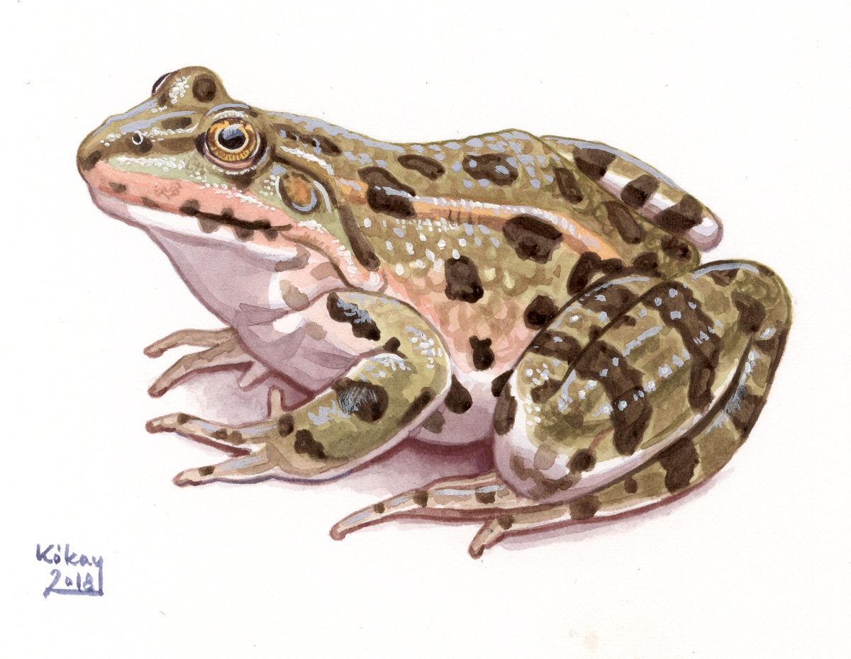 Lake Frog (Rana ridibunda), watercolour and bodycolour on paper