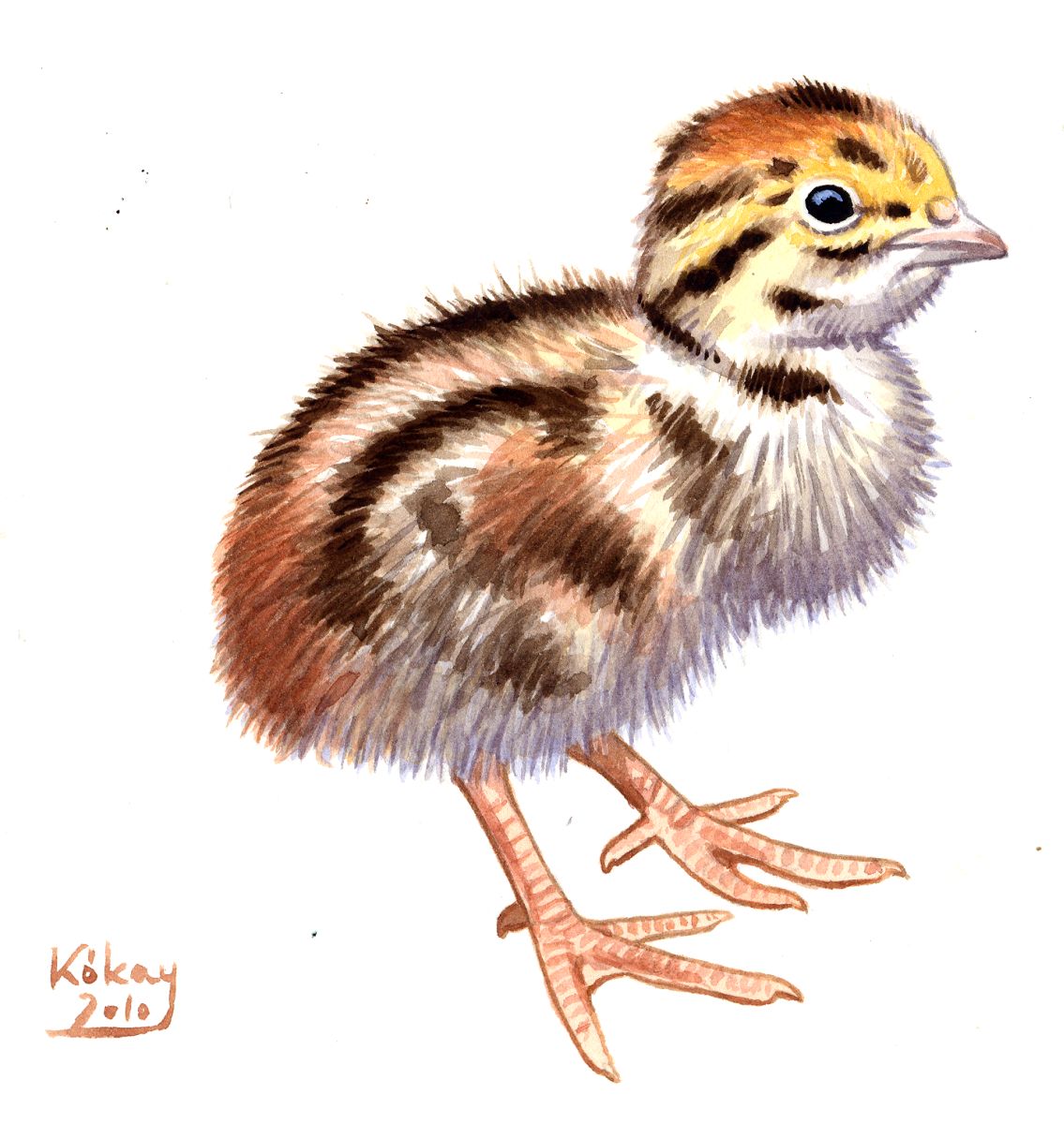 Grey Partridge chick (Perdix perdix), watercolour and bodycolour on paper