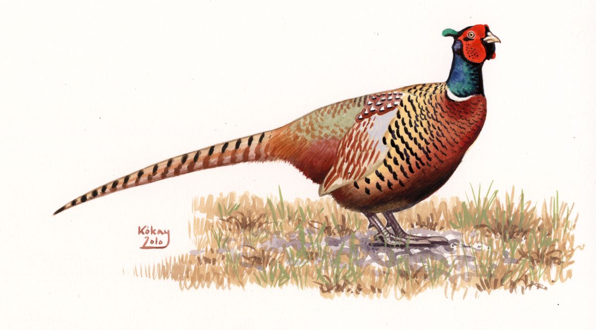 Ring-necked Pheasant (Phasianus colchicus), watercolour and bodycolour on paper