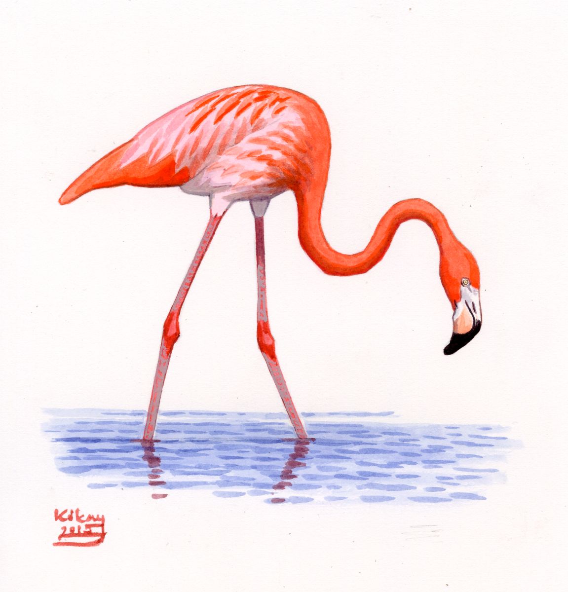 Greater Flamingo (Phoenicopterus ruber), watercolour and bodycolour on paper