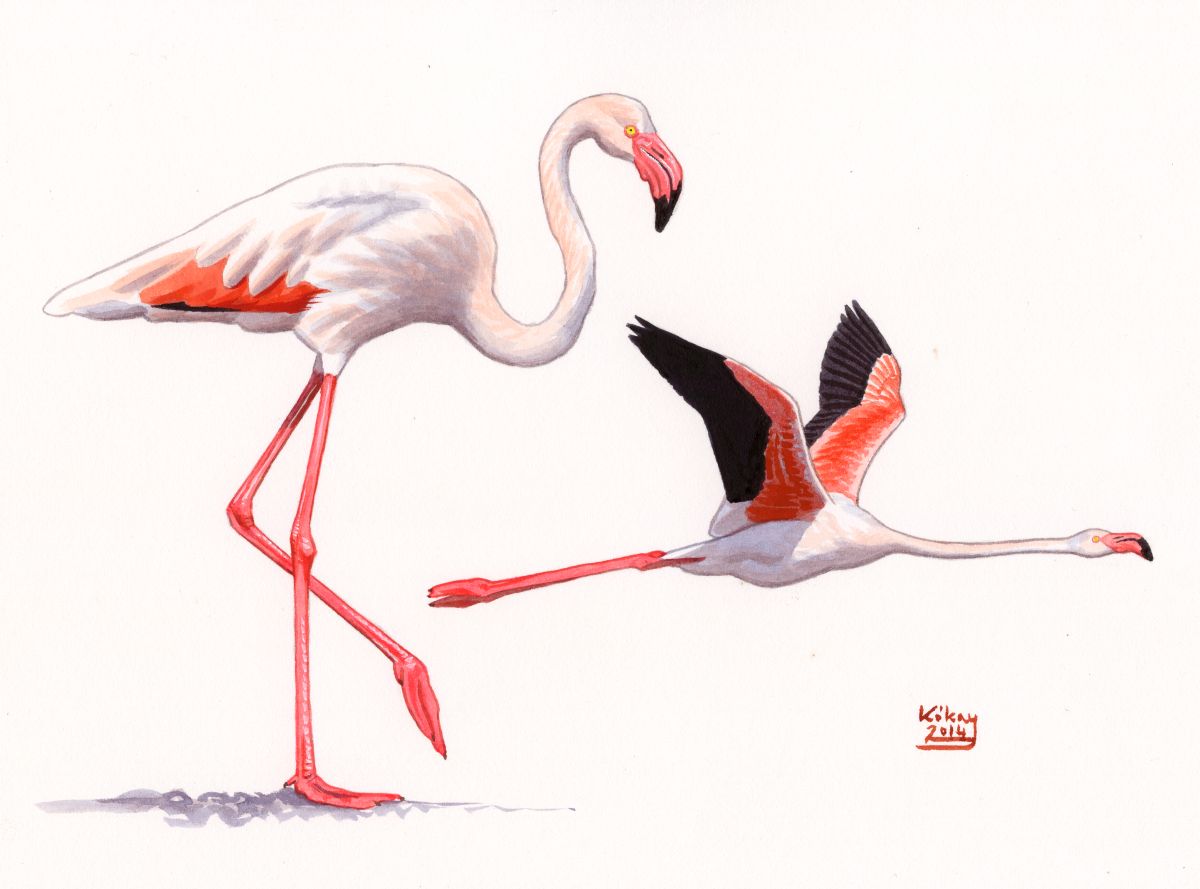 Rózsás flamingó (Phoenicopterus ruber), akvarell és gouache papíron