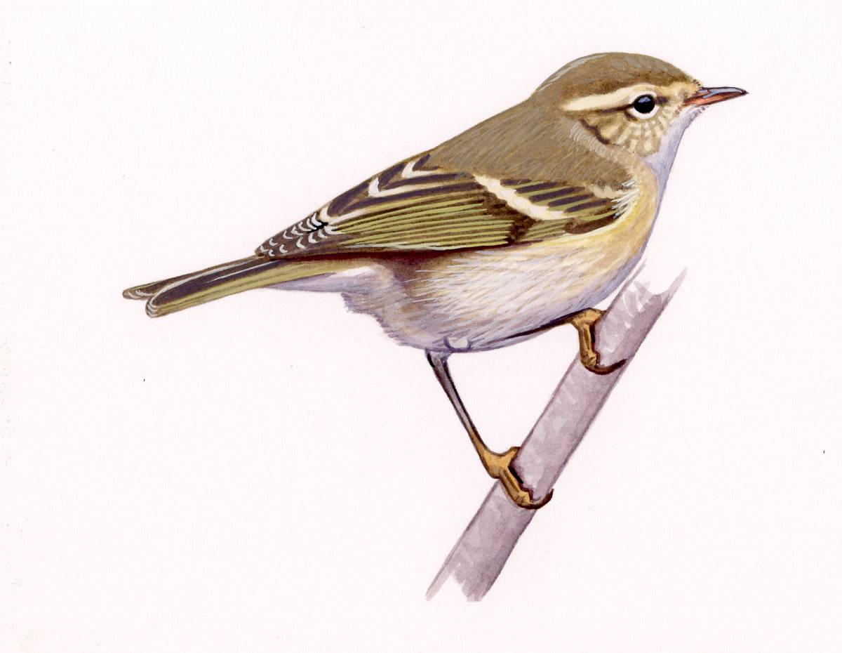 Hume's Warbler (Phylloscopus humei), watercolour and bodycolour on paper
