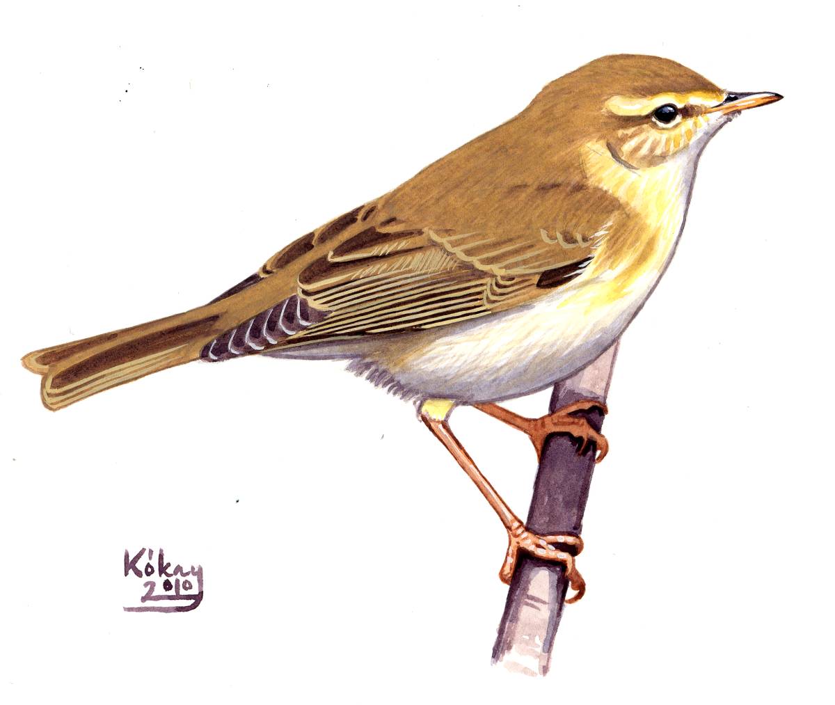 Willow Warbler (Phylloscopus trochilus), watercolour and bodycolour on paper