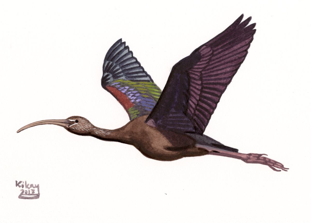 Glossy Ibis (Plegadis falcinellus), watercolour and bodycolour on paper