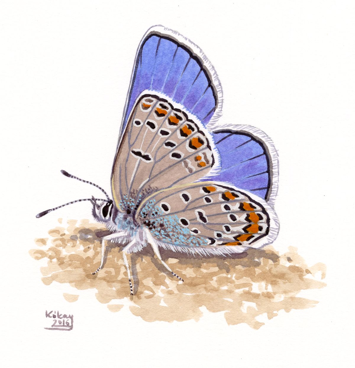 Zephyr Blue (Plebejus sephirus), watercolour and bodycolour on paper