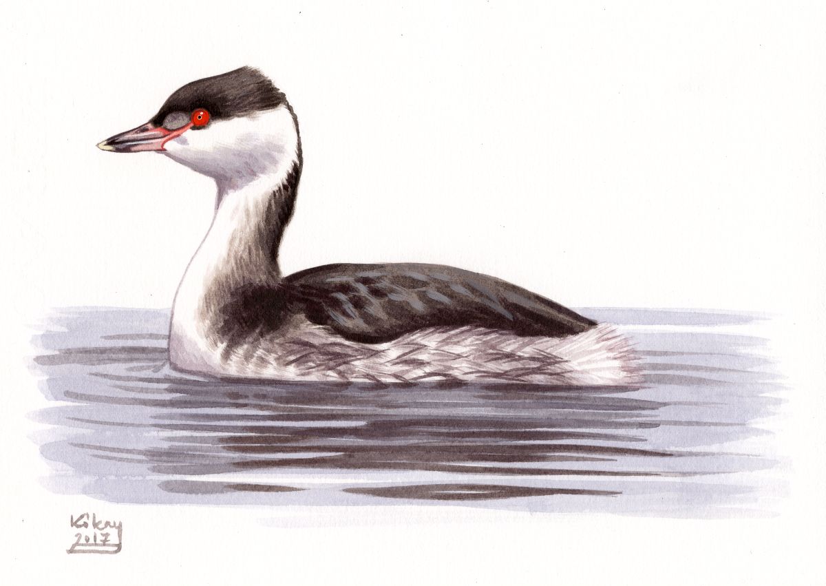 Slavonian Grebe (Podiceps auritus), watercolour and bodycolour on paper