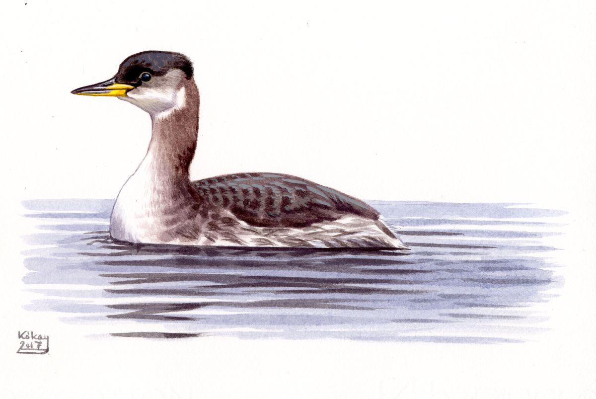 Red-necked Grebe (Podiceps  griseigena), watercolour and bodycolour on paper