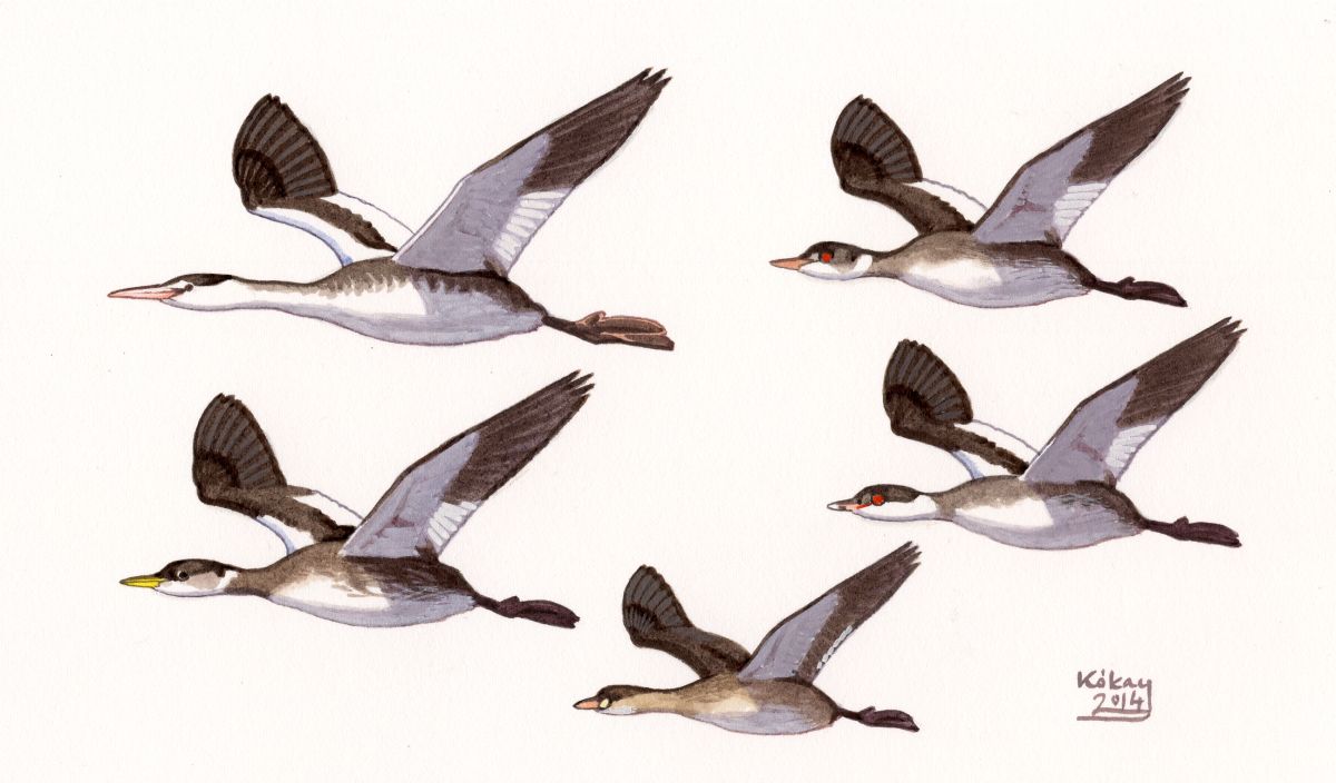 Flying Grebes (Podiceps spp.), watercolour and bodycolour on paper