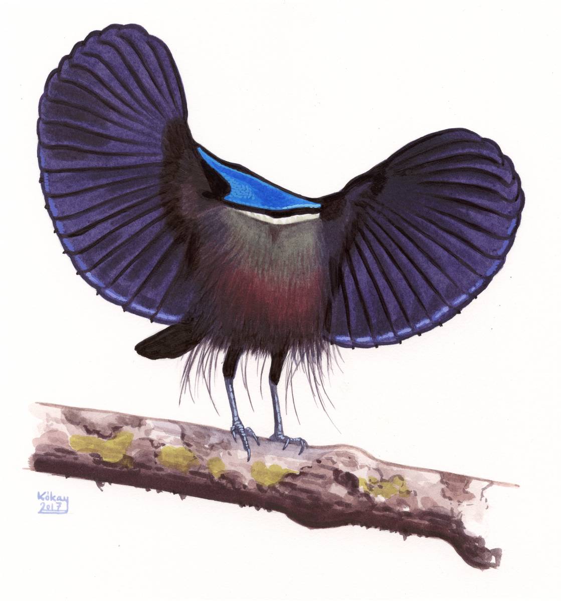 Magnificent Riflebird (Ptiloris magnificus), watercolour and bodycolour on paper