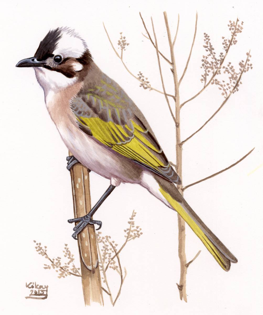 Light-vented Bulbul (Pycnonotus sinensis), watercolour and bodycolour on paper