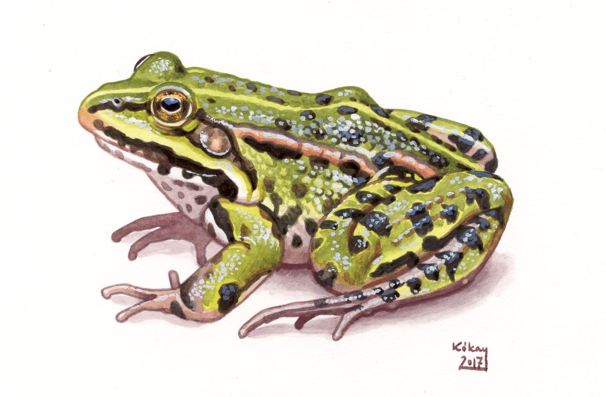 Edible Frog (Rana esculenta), watercolour and bodycolour on paper