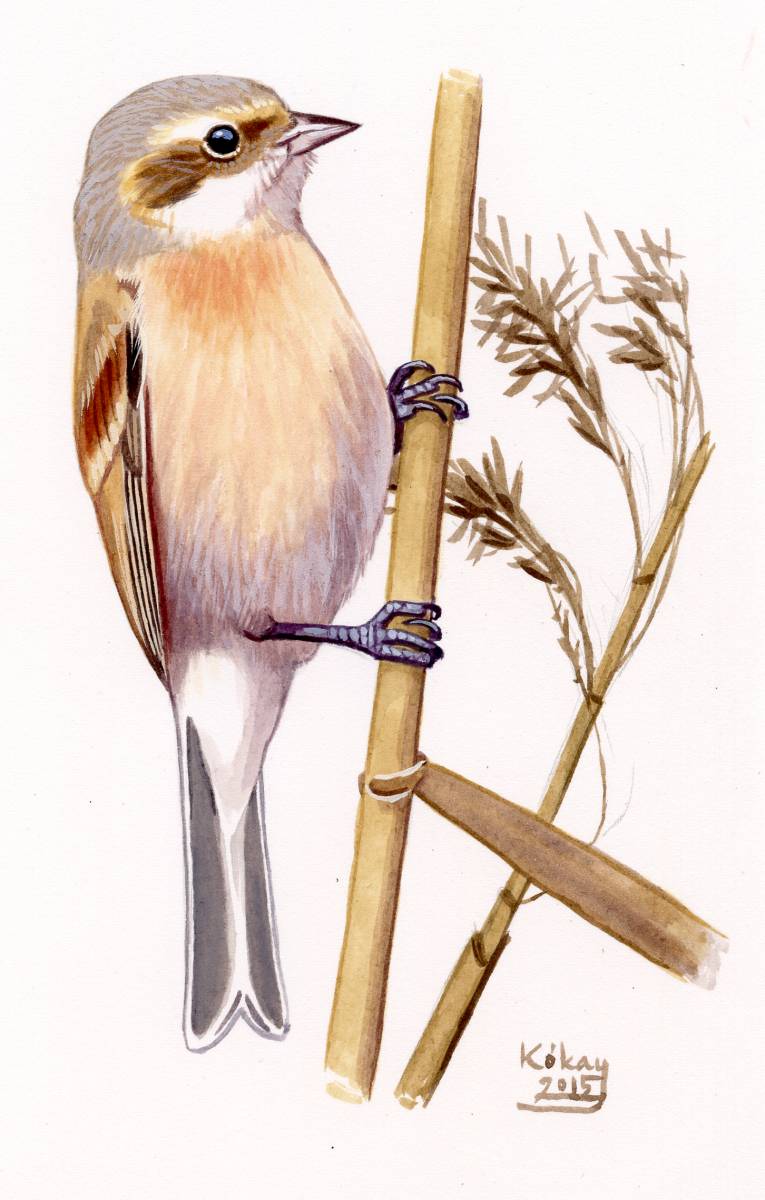 Chinese Penduline Tit (Remiz consobrinus), watercolour and bodycolour on paper