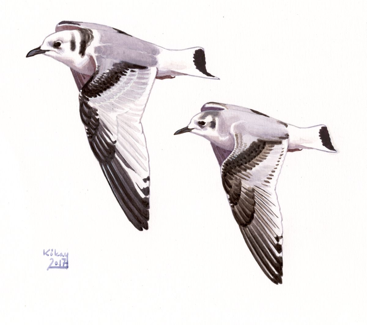 Juvenile Kittiwake and Little Gull (Rissa tridactyla, Larus minutus), watercolour and bodycolour on paper