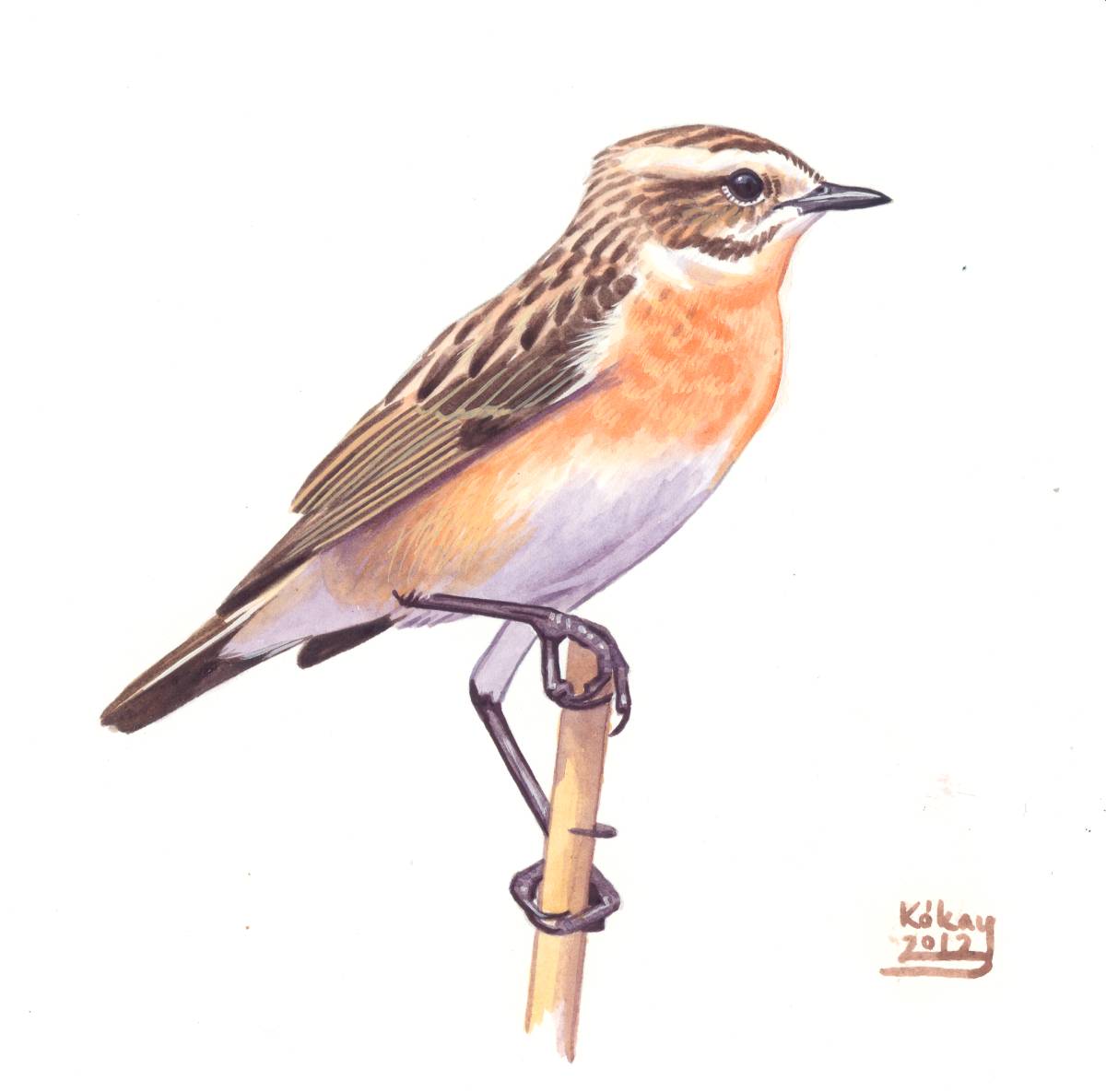 Female Whinchat (Saxicola rubetra), watercolour and bodycolour on paper